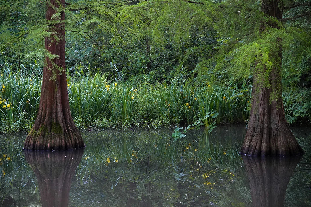 Benefits of Pond Cypress in a Pondscape