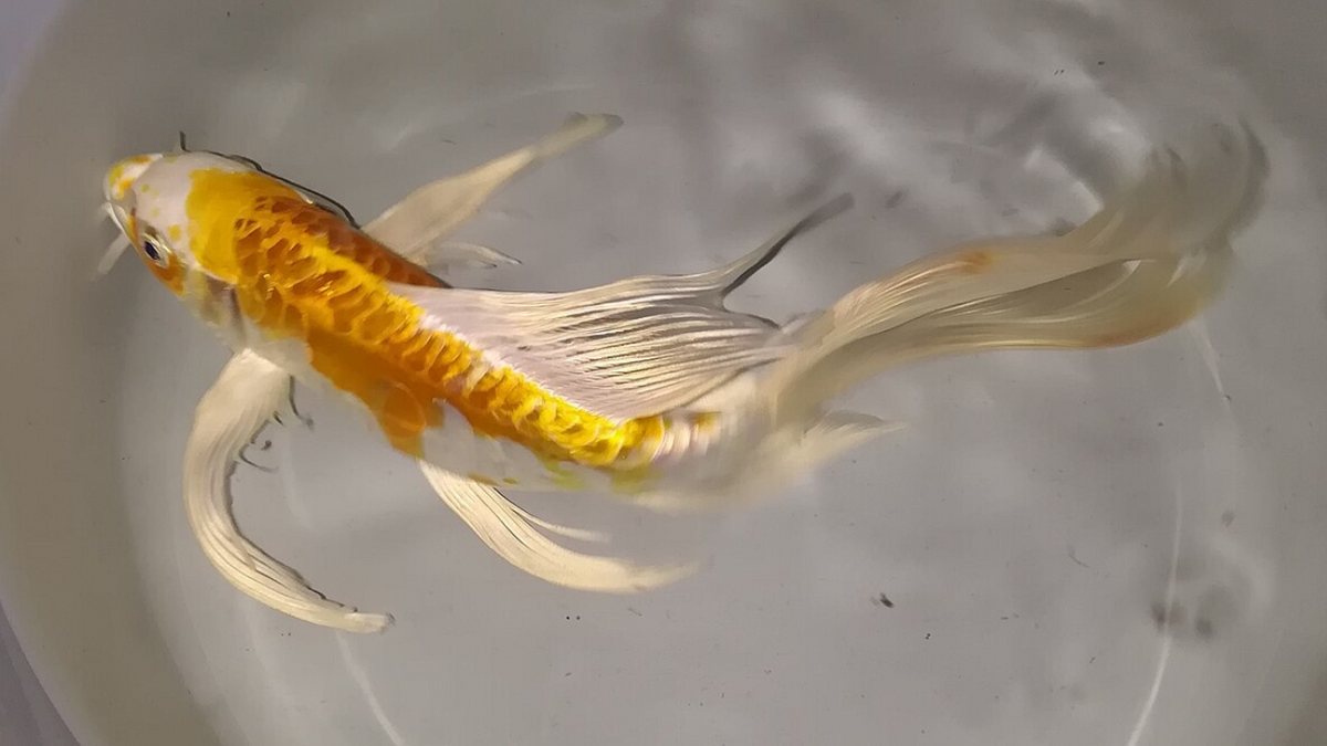 Butterfly Koi: Basic Facts to Know