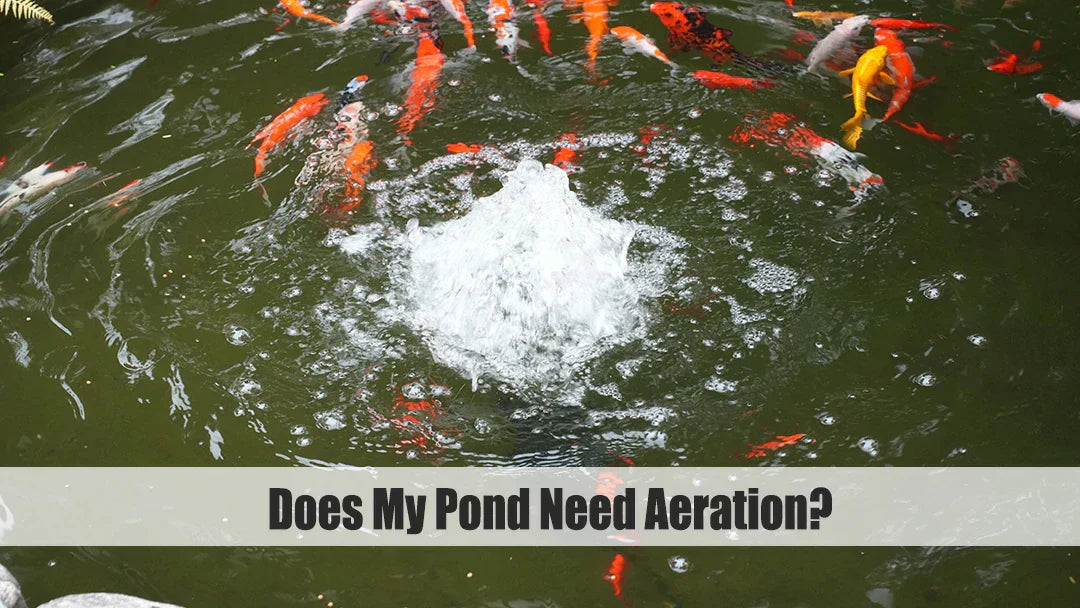 Does My Pond Need Aeration
