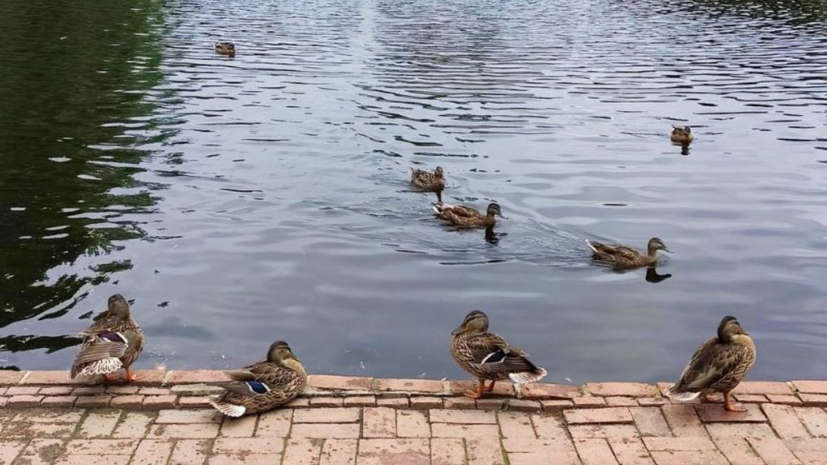 Duck Ponds