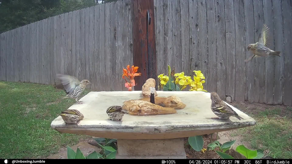 Unlimited Creativity: The Successful Application of Poposoap Solar Fountain for Birds in Small Gardens