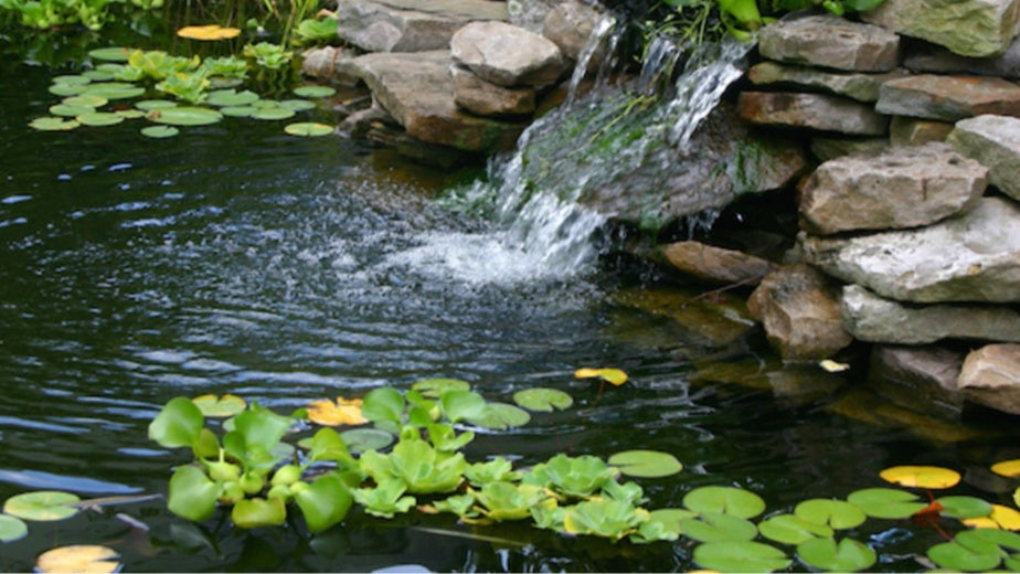 Pond Water Food Web Producers