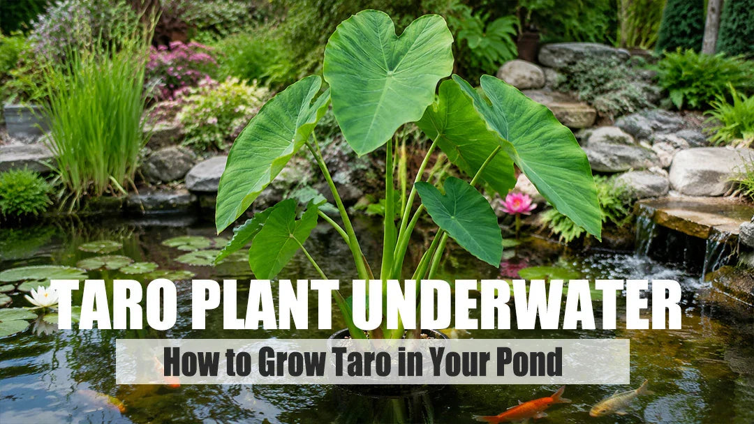 Taro Plant Underwater