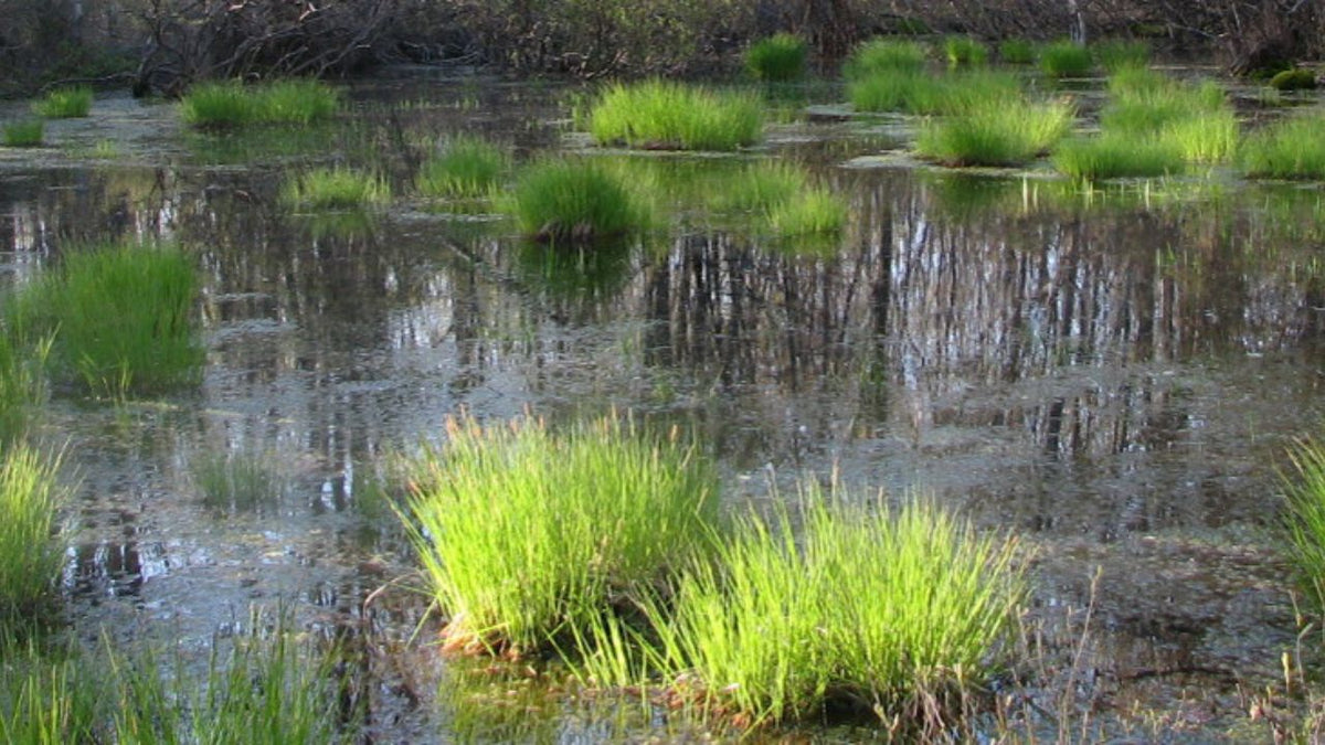 What Is a Vernal Pond