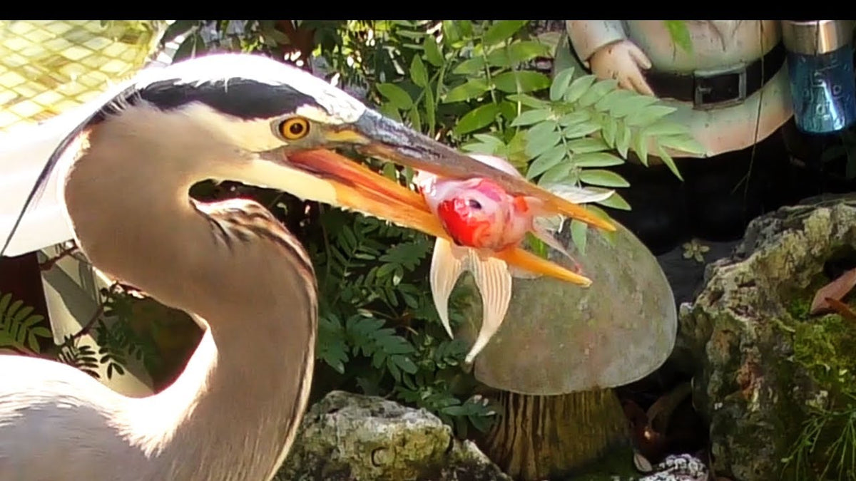 What Eats Goldfish