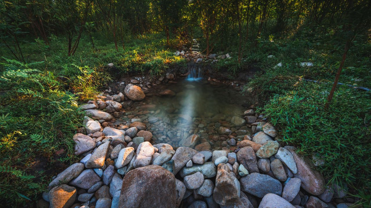 How to Build a Wildlife Pond on a Budget