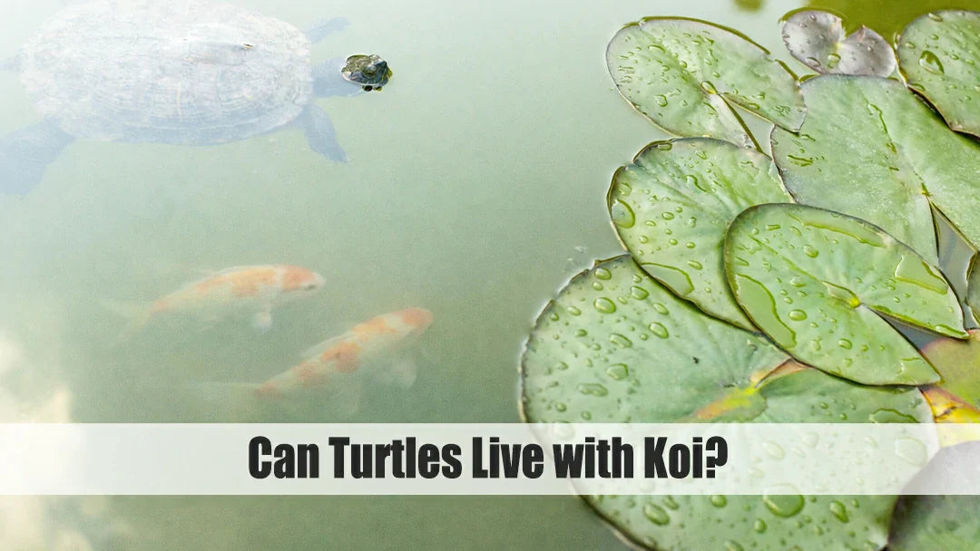 do turtles eat fish