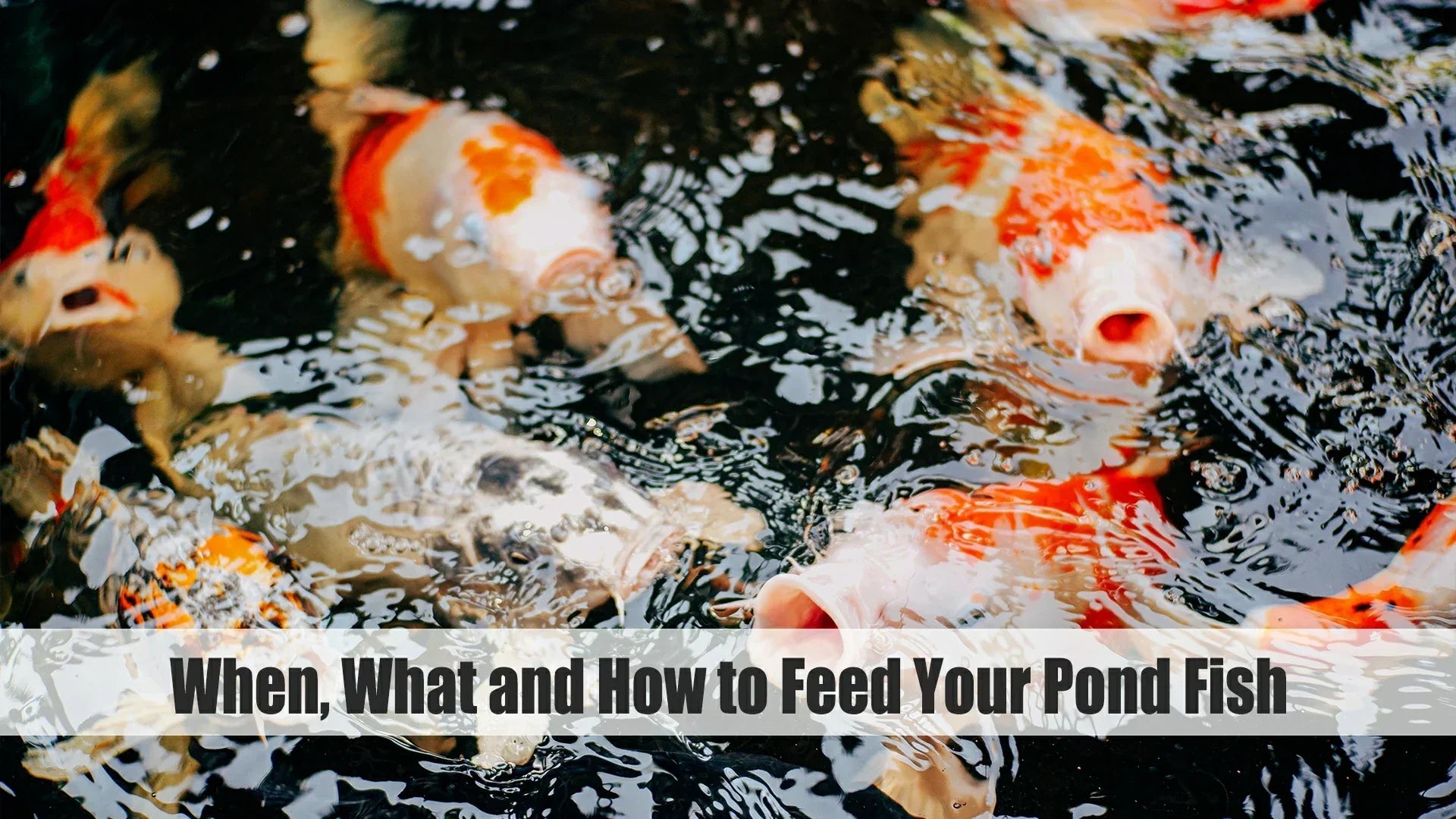 fish feeding guide