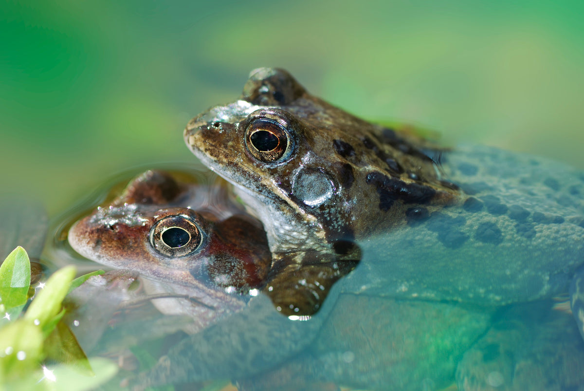 Planning a Wildlife-Friendly Pond Landscape