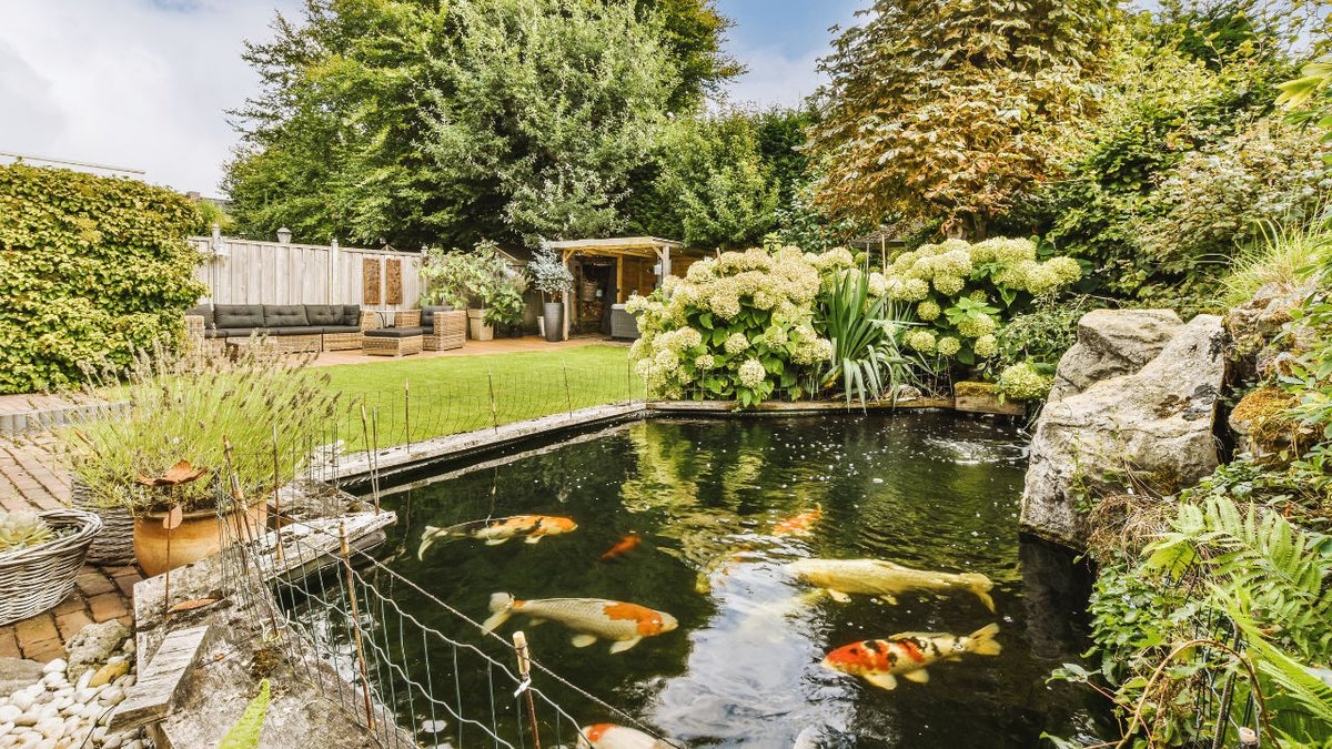 How Much Does a Koi Pond Cost? A Full Breakdown by Size & Features