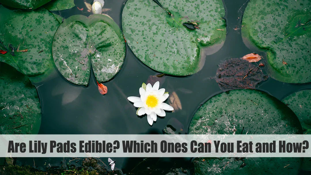 Are Lily Pads Edible