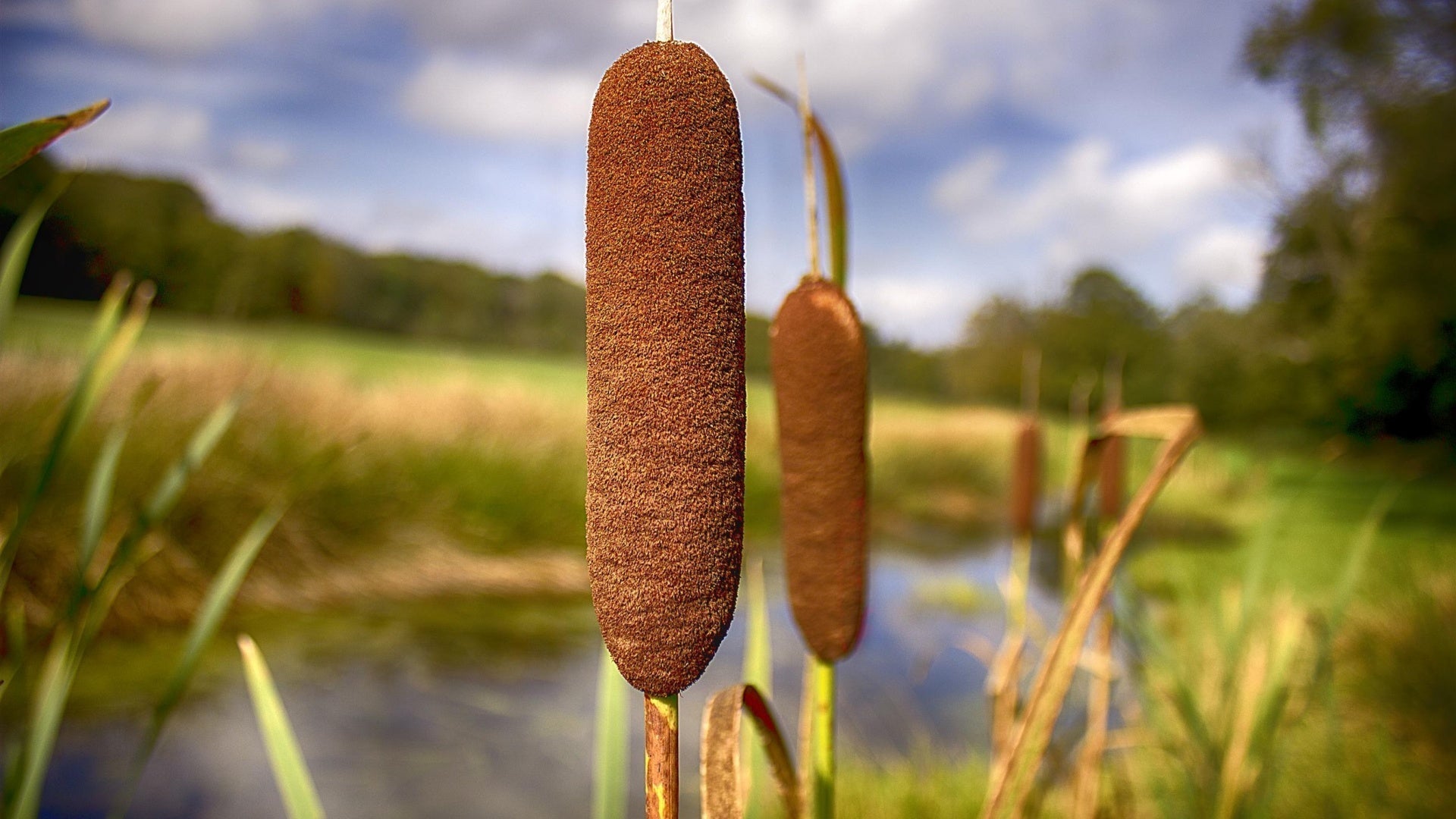 Brown Plant in Pond: What It Means and How to Fix It