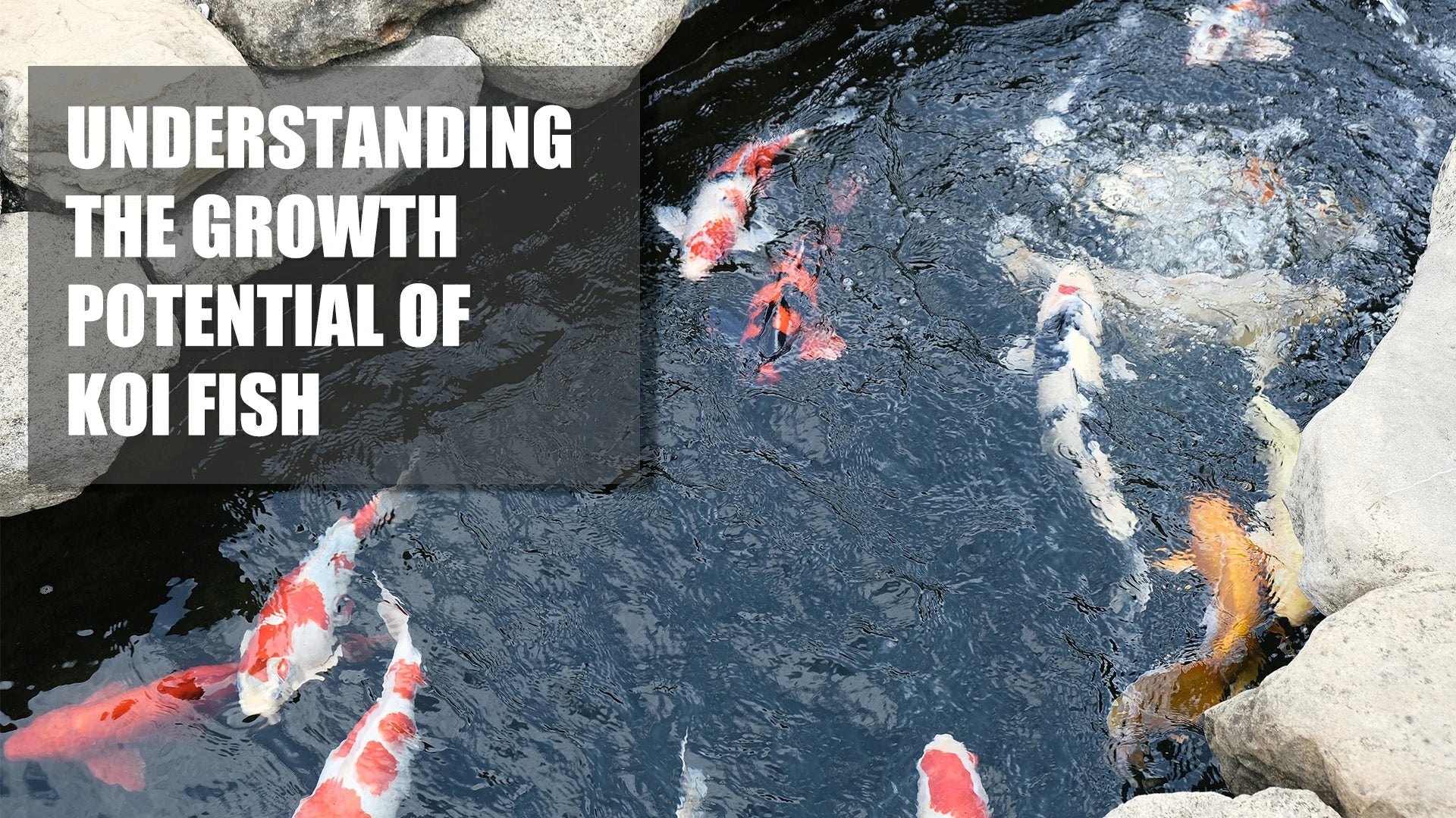 How Big Do Koi Get