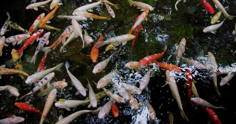 How Much Do Koi Fish Cost?
