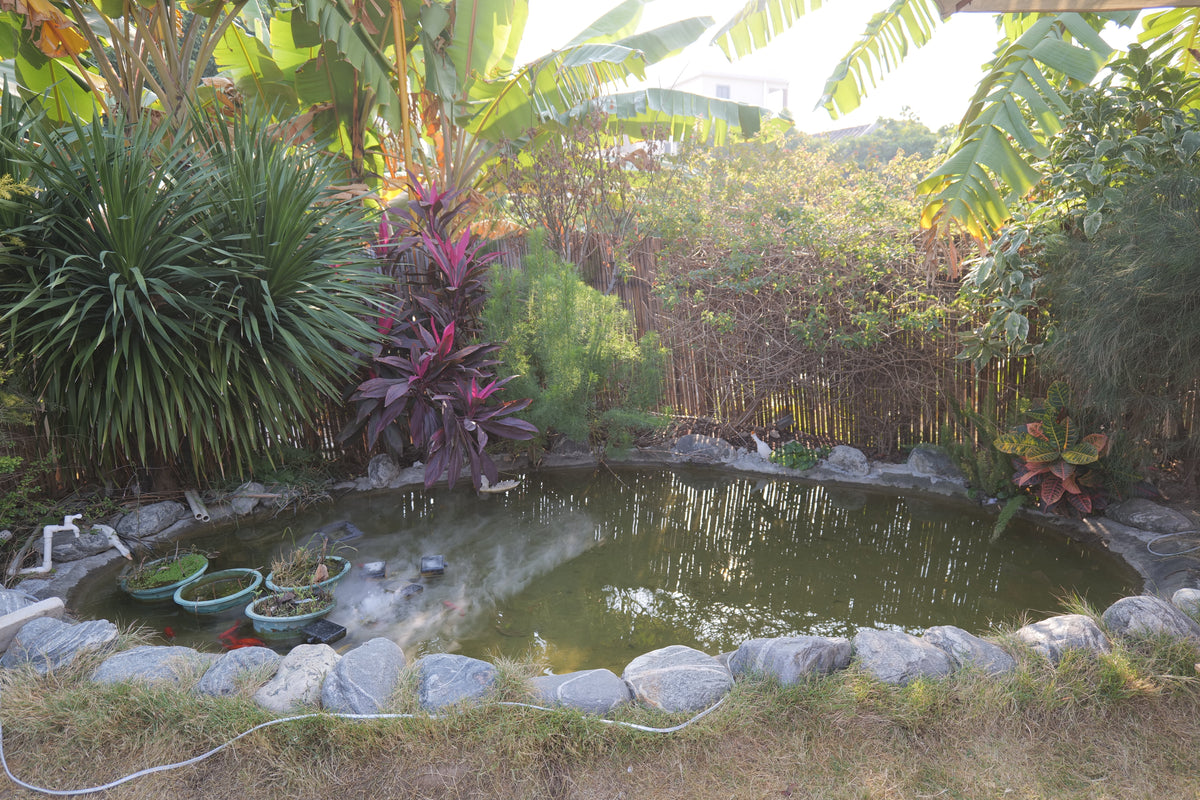 Aquatic Gardening: Easy Steps to Build a Beautiful Water Garden