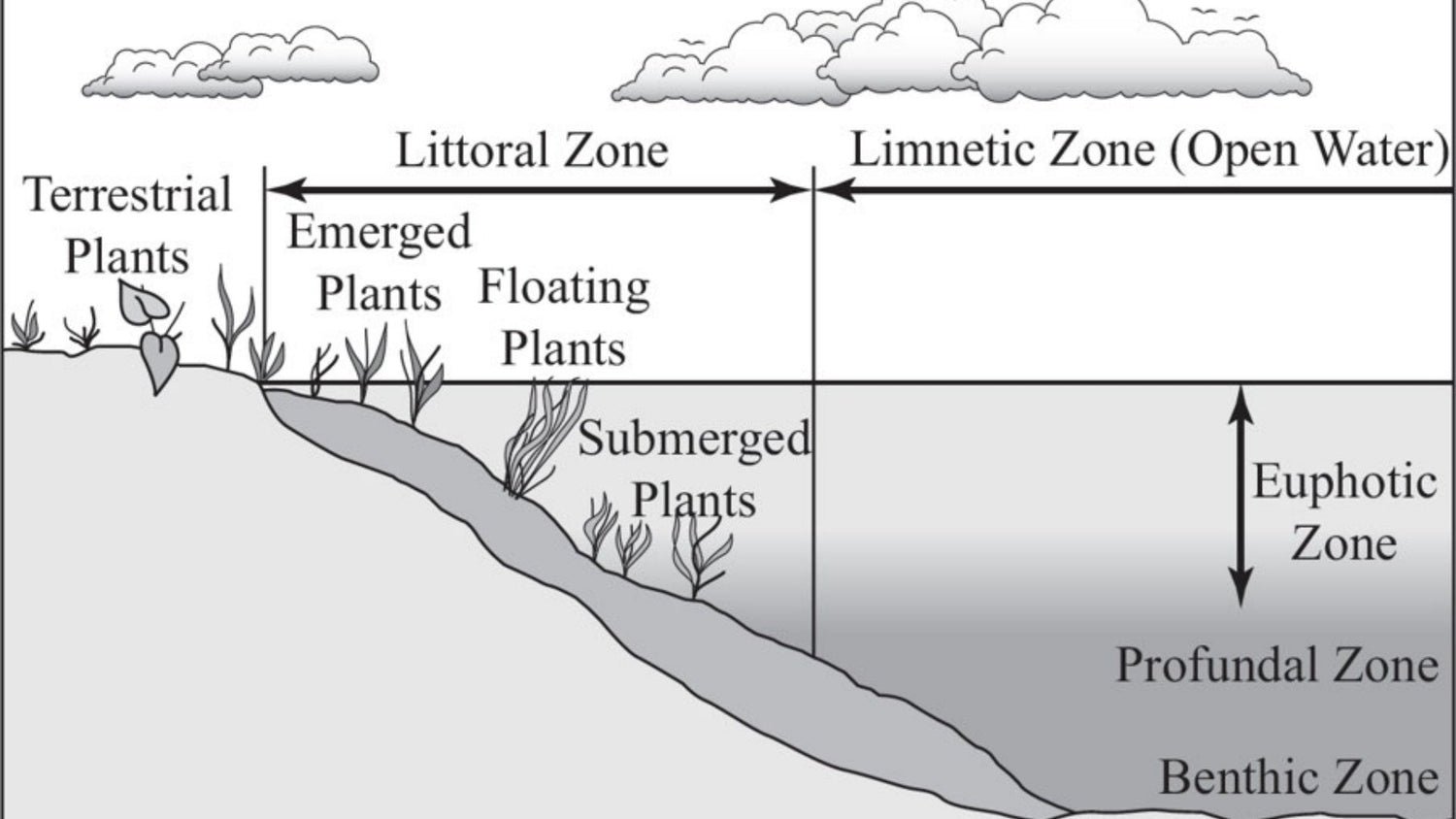 Profundal Zone in a Pond: Exploring Life in the Depths
