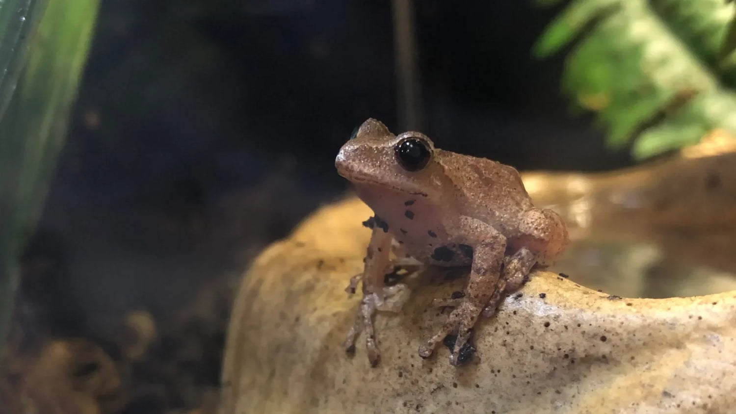 How Far Do Spring Peepers Hibernate from Ponds? Learn the Facts
