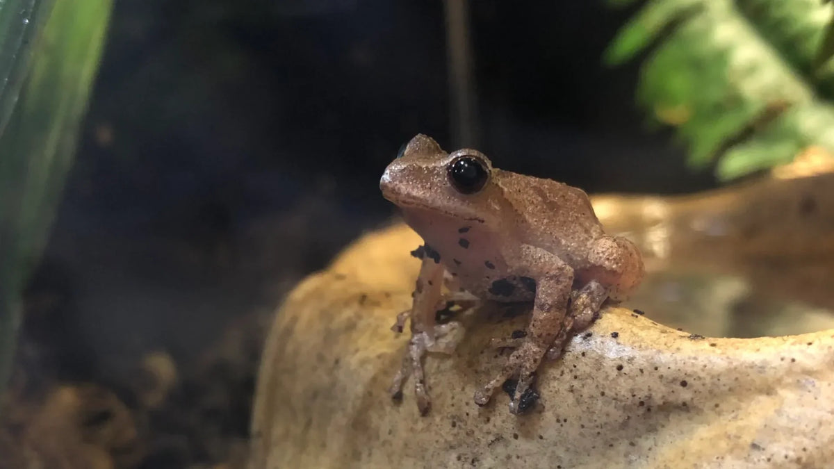 How Far Do Spring Peepers Hibernate from Ponds? Learn the Facts