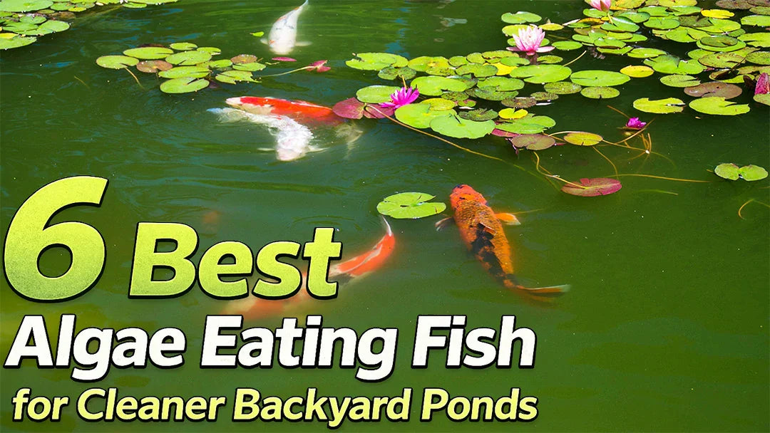 algae eater fish