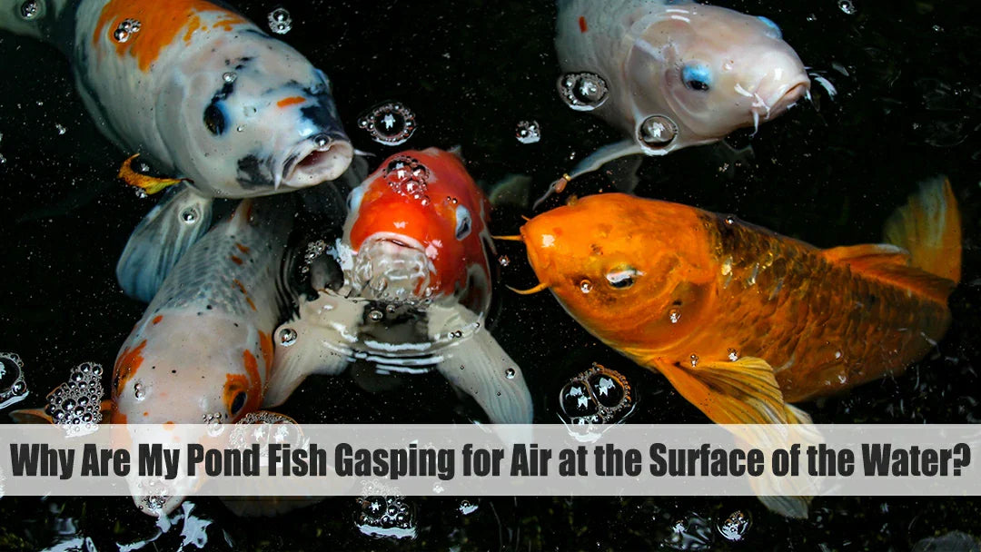 fish opening mouth