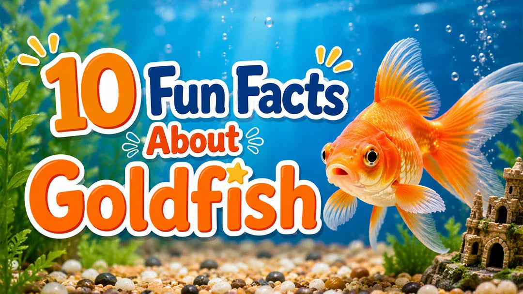 fun facts about goldfish