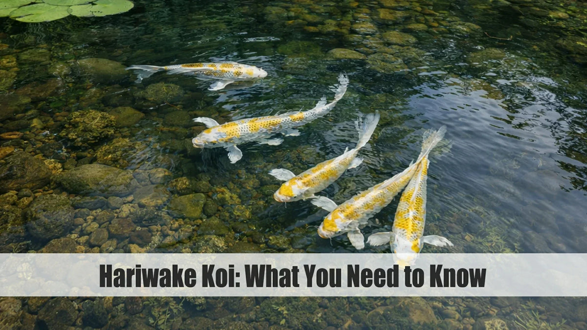 hariwake koi fish