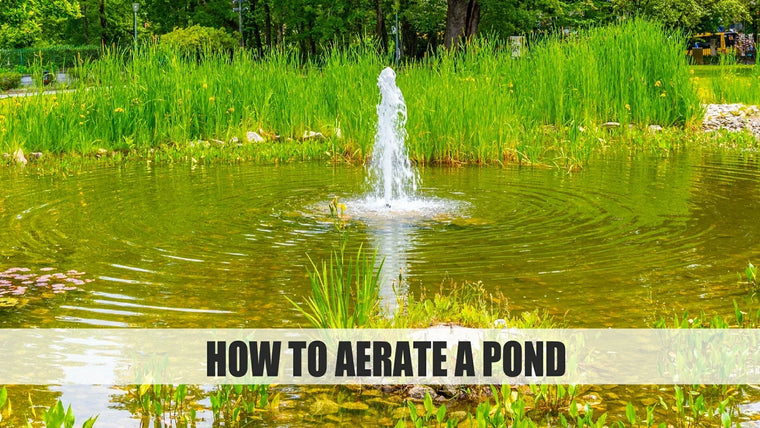 How to Aerate a Pond: Methods, Benefits, and Best Tools for Healthy Water