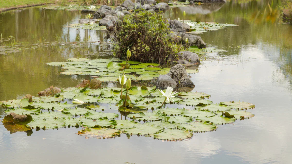 turbid pond