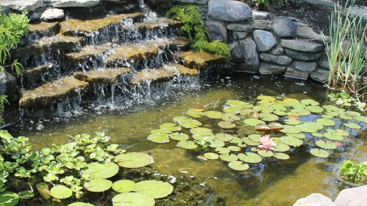 Water Garden Plants: Top Picks to Transform Your Pond