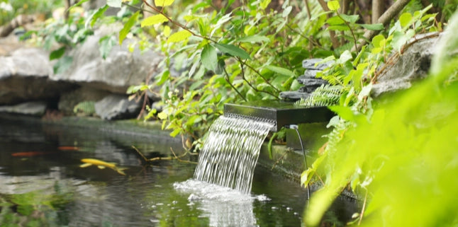 Backyard pond guide image