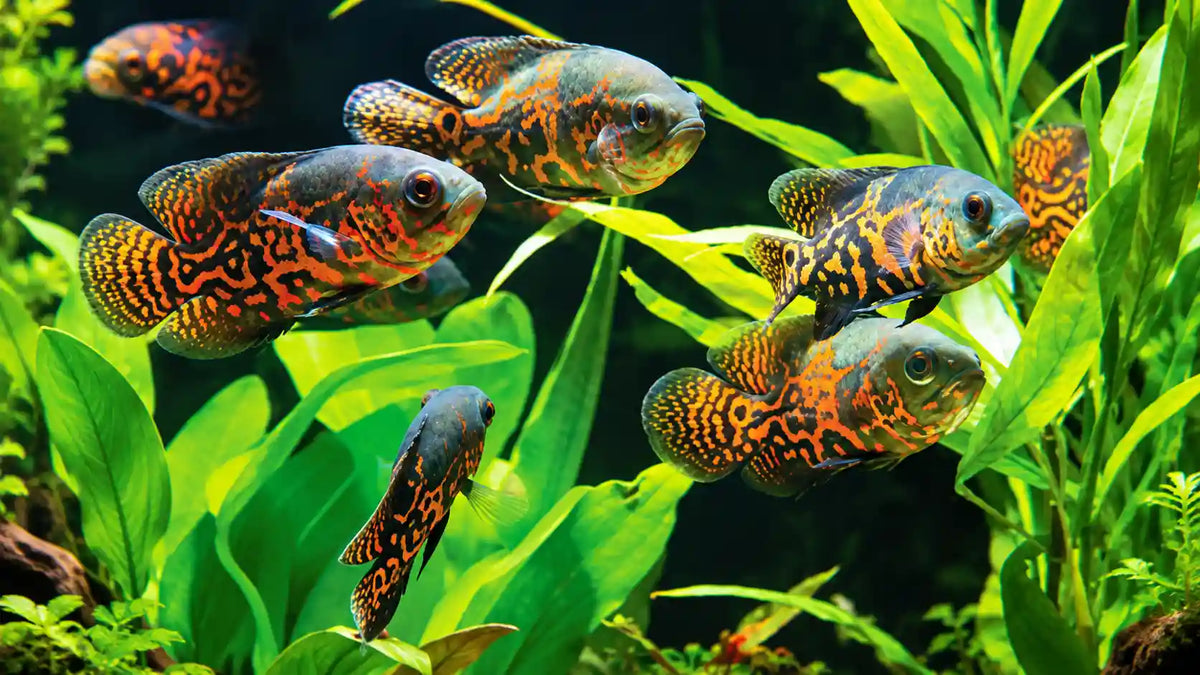 Tiger fish aquarium wave maker​