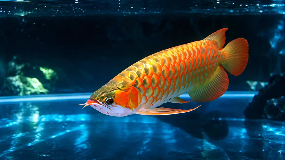 Arowana wavemaker aquarium
