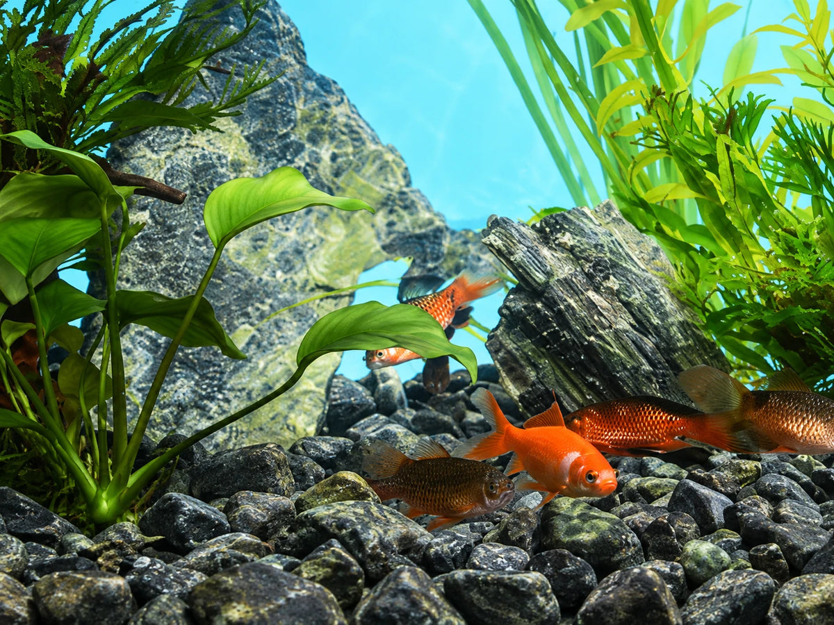 Aquaponics